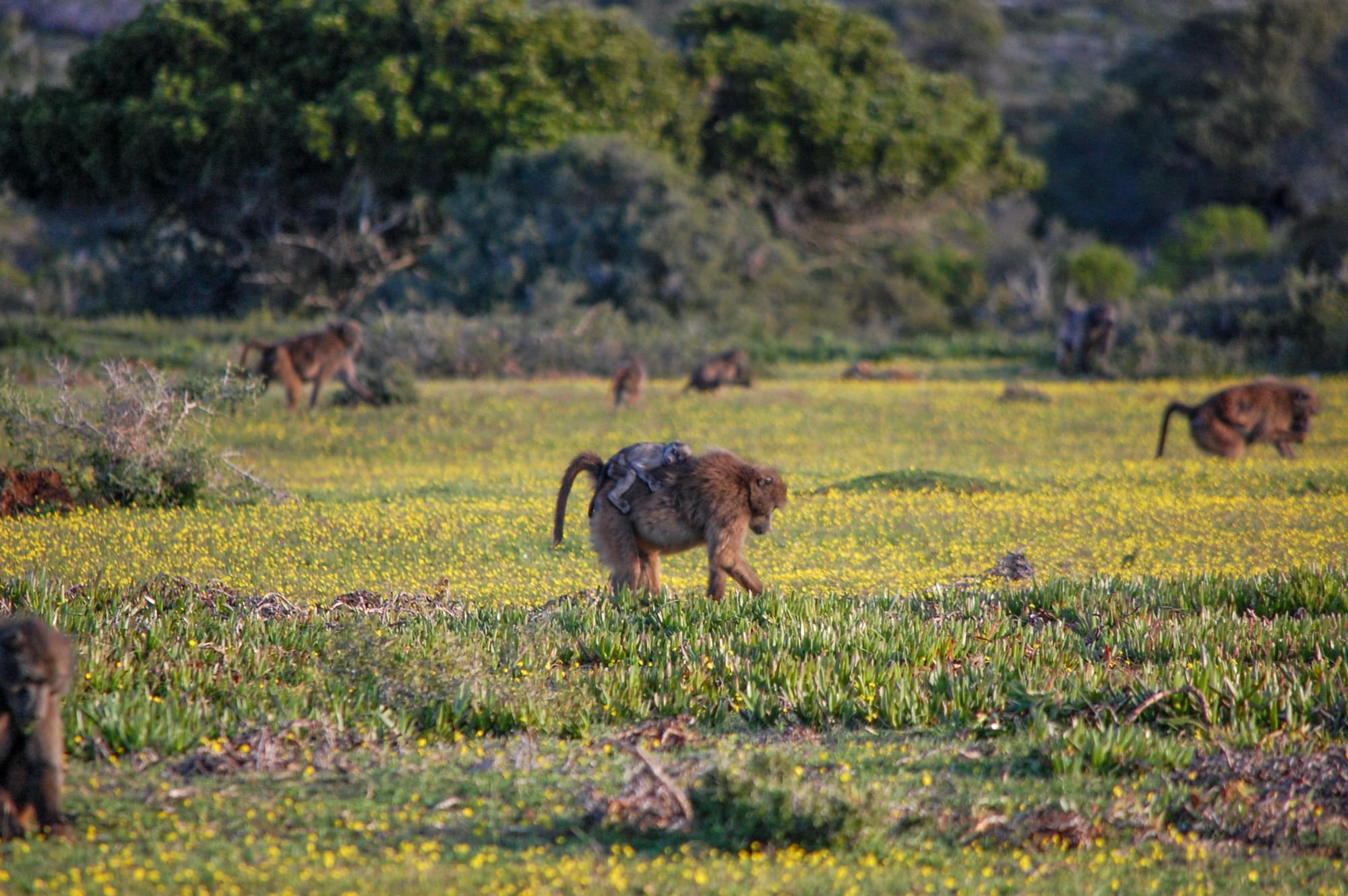 20120812   Sudafrica 1357